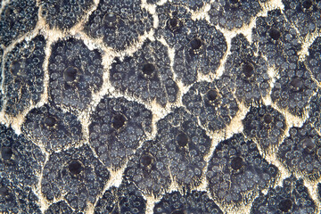 Fototapeta premium A colonial tunicate grows on a coral reef drop-off near Misool, Raja Ampat, Indonesia. Tunicates, as well as sponges, filter nutrients and pollutants out of the water.