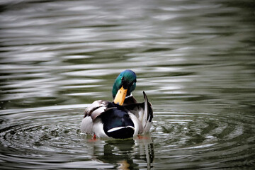 Fototapeta premium Ducking Around