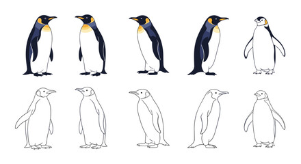Obraz premium A detailed set of emperor penguin illustrations, showing five standing poses in full color and a corresponding line art version for each.