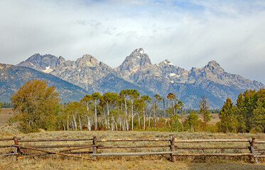 View of the Tetons with Aspens in the foreground, Grand Teton National Park, Wyoming  USA
