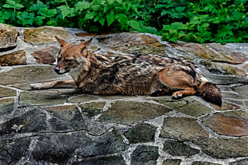 Golden jackal on the ground. Latin name - Canis aureus	
