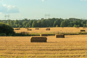Fototapeta premium Hay bales scattered across harvested field. Golden hay bales on rural farmland after harvest with forest background. Agricultural landscape with rectangular hay bales on stubble field.