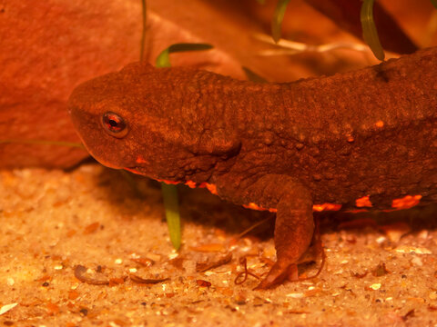 Closeup on the critically endangered Tam-Doa newt, Paramesotriton deloustali