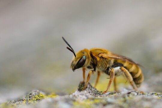 Closeup on a female Golden end banded furrow bee, Halictus subauratus