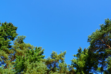 Obraz premium Pine trees with cone against a blue sky. Web banner