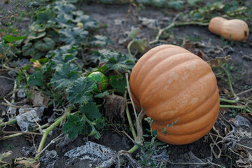 Fototapeta premium A pumpkin rests on the ground among green vines in a field during late afternoon light