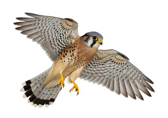 American Kestrel in Flight with Spread Wings