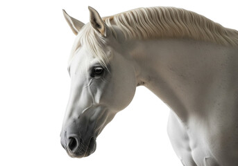 Elegant White Horse in Profile View