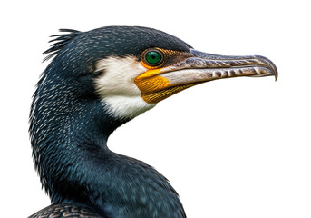 Profile View of Cormorant Bird with Hooked Beak