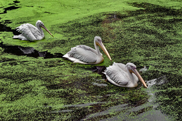 Three pelicans swimming in the pond