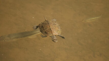 Obraz premium Peaceful turtle swimming through clear water, capturing calm motion and the beauty of marine life in its natural environment.