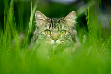 Tabby Maine coon cat hiding in high grass looking at camera © FurryFritz
