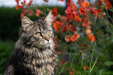 Portrait of a tabby Maine Coon cat sitting outside in front of a flower bed with orange-red flowers, looking to the side.