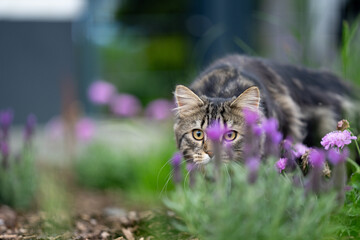 tabby Maine Coon cat walking crouched down while hunting in the garden outdoors.