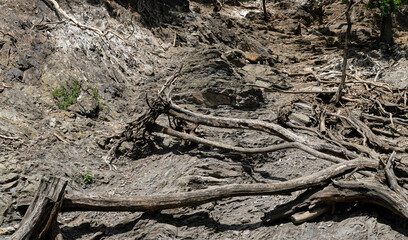 Fototapeta premium Tangled dry tree roots and fallen branches on a rocky mountain slope.