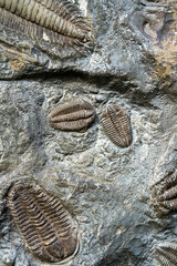 Multiple fossilized trilobites embedded in ancient grey stone matrix.