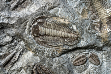 Detailed fossil imprint of a prehistoric trilobite in ancient sedimentary rock. © M-Production