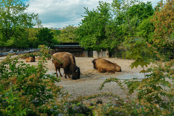 Herd of American bison with a young calf resting in a zoo paddock. © M-Production