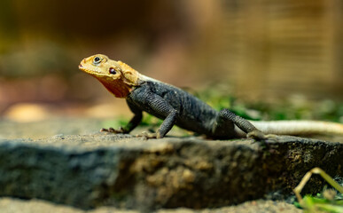 Peter's rock agama lizard with a vibrant yellow head resting on a stone.