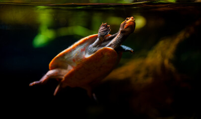 Fototapeta premium Red-bellied short-necked turtle swimming underwater in an aquarium.