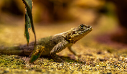 Steppe agama lizard camouflaged on rocky ground.