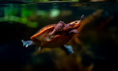 Red-bellied short-necked turtle swimming underwater in an aquarium.