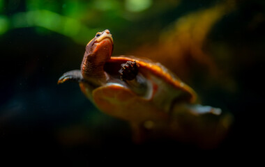 Red-bellied short-necked turtle swimming underwater in an aquarium.