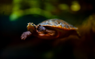 Red-bellied short-necked turtle swimming underwater in an aquarium.
