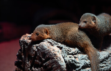 Two dwarf mongooses resting on a log in a dark zoo exhibit.