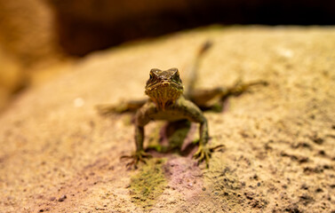 Steppe agama lizard camouflaged on rocky ground.