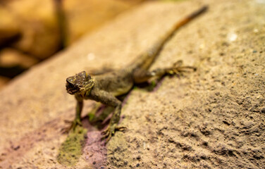 Steppe agama lizard camouflaged on rocky ground.
