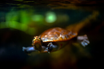 Red-bellied short-necked turtle swimming underwater in an aquarium.