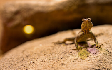 Steppe agama lizard camouflaged on rocky ground.