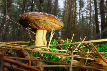 Richly Textured Mushroom Emerges From Lush Green Forest Floor Amid Tall Trees and Dappled Sunlight