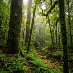 Obraz premium Misty Rainforest Canopy with Lush Green Ferns and Mossy Trees.