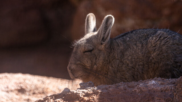 Mountain viscacha resting in the sun, eyes closed