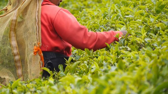 Female indian farmer collects foliage from lush shrubs at highland. Local worker picks fresh leaves at plantation. Adult woman harvests tea from green bushes at farmland. Agriculture concept. Slow mo