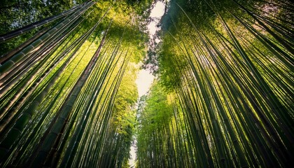majestic bamboo forest canopy reaching for the sky