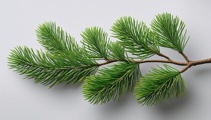 A Detailed Pine Branch With Lush Green Needles Isolated Against A Clean Plain Backdrop