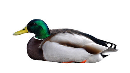 Obraz premium Wild duck/Mallard, cut out. Adult drake mallard in crouching position, resting. Birds in nature. PNG