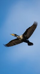 Obraz premium Cormorant soaring gracefully through the bright blue sky, wings spread wide.