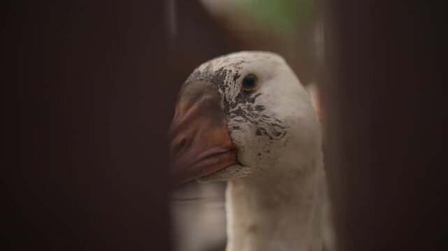 goose peeking through wooden fence muddy beak mottled feathers tight shallow focus warm barn light soft bokeh intimate rural mood gentle head tilts curious gaze slow movements observing surroundings