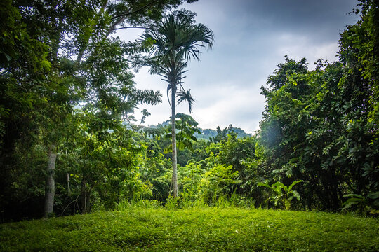 tropical palm trees, tayronaka, tayrona national park, tayrona, don diego river, magdalena, kogui, sierra nevada, colombia, south america, latin america