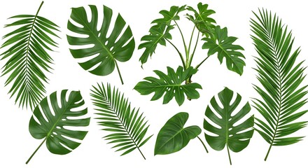 Diverse Tropical Green Leaves Collection - Palm and Monstera Foliage Isolated on White.