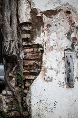 Old Weathered Wall with Exposed Brick and Creeping Roots Texture