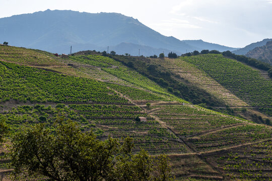 View of hills and vineyards of Banyuls AOP, grapes plants, between Pyrenees mountains and Mediterranean Sea, special climate and soil for making natural sweet wines, south of France,
