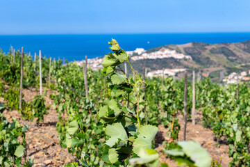 View of hills and vineyards of Banyuls AOP, grapes plants, between Pyrenees mountains and...