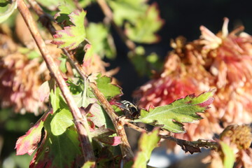Fototapeta premium Pied hoverfly (Scaeva pyrastri) on chrysanthemum leaves