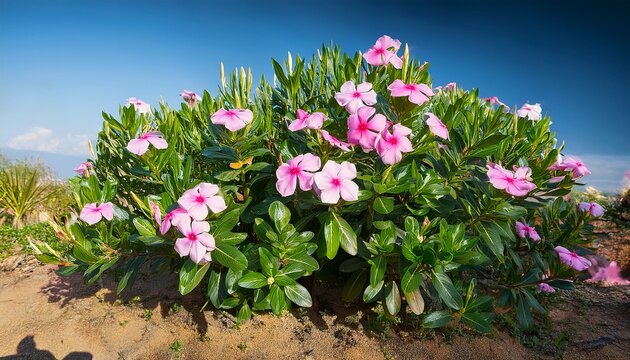 shrub from madagascar known as catharanthus roseus don thriving in tropical climates