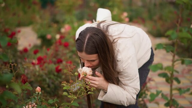 young woman smelling rose outdoors, braided hair and beige jacket, bending over bloom with gentle hands, delicate petal touch and soft autumn light, red rosebed and green foliage, contemplative